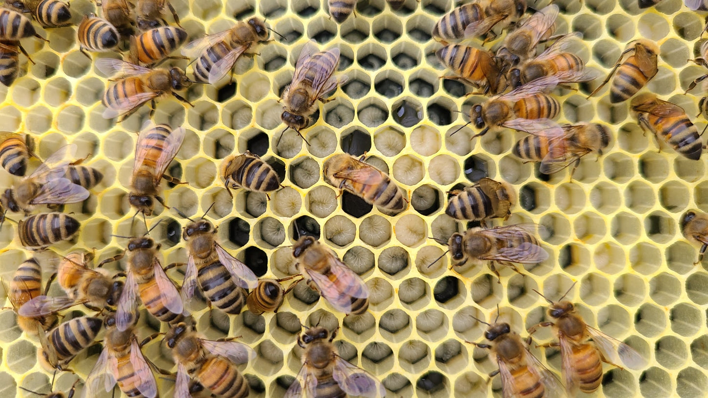 Michigan Honey Bee Nuc Colony with Overwintered Queen (DEPOSIT)