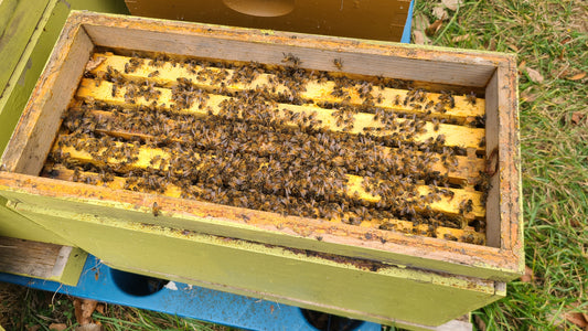 Michigan Honey Bee Nuc Colony with Overwintered Queen (DEPOSIT)