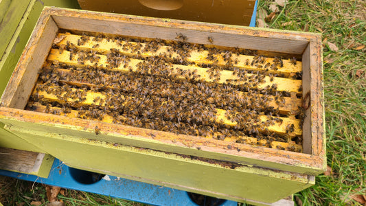 Honey Bee Nuc Colony with 2023 Michigan Queen (DEPOSIT)